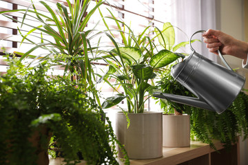 Woman watering plants near window at home, closeup