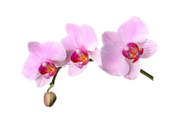 Fototapeta na wymiar Branch of beautiful pink Phalaenopsis orchid isolated on white