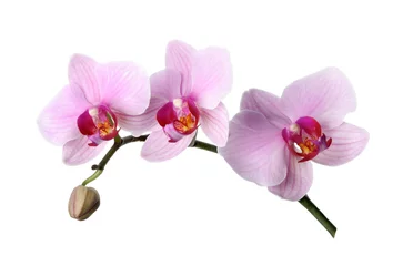 Rolgordijnen Tak van mooie roze Phalaenopsis orchidee geïsoleerd op wit © New Africa