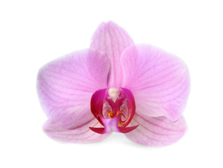 Fototapeta na wymiar Flower of beautiful pink Phalaenopsis orchid isolated on white