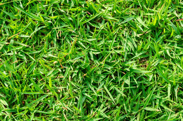 Green grass pattern and texture for background. Close-up