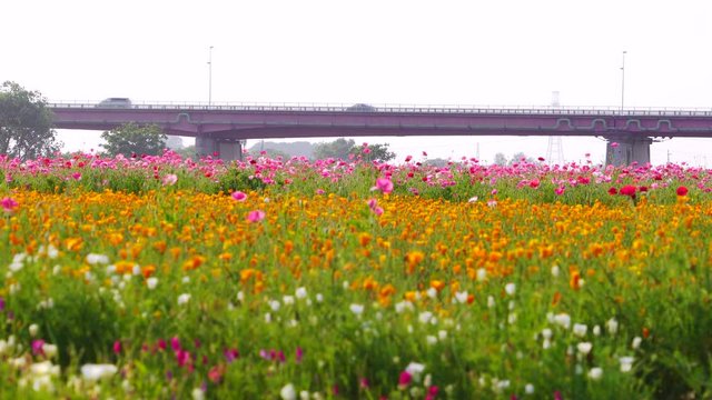 [4K収録] 荒川河川敷 ポピー畑　こうのす花まつり