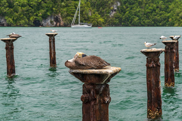 Los Haitises National Park nicknamed the Caribbean's Halong Bay.multicolored tropical birds and...