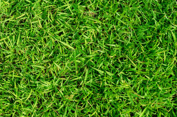 Green grass pattern and texture for background. Close-up