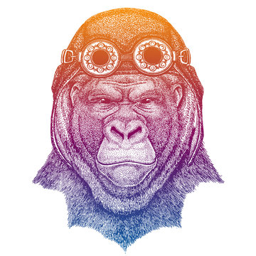 Gorilla, monkey, ape wearing vintage aviator leather helmet. Image in retro style. Flying club or motorcycle biker emblem. Vector illustration, print for tee shirt, badge logo patch