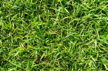Green grass pattern and texture for background. Close-up