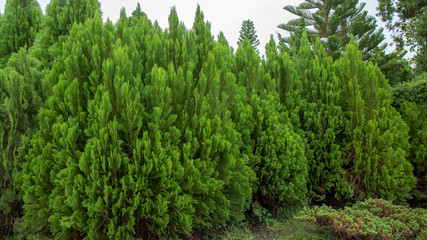 Fototapeta na wymiar Green leaf of pine tree background.