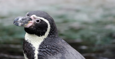 Naklejka premium Headshot of a Humboldt Penguin at conservation site in a zoo