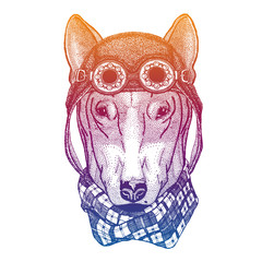 Dog wearing vintage aviator leather helmet. Image in retro style. Flying club or motorcycle biker emblem. Vector illustration, print for tee shirt, badge logo patch