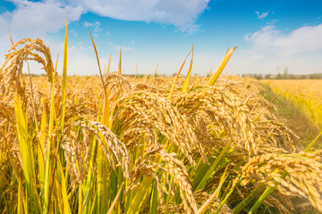 Under the blue sky and white clouds, the golden rice was heavy
