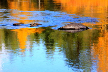 reflections in water