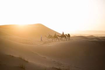 Fototapeta na wymiar Dromedary camels strolling through the dunes of the Sahara desert during sunset.