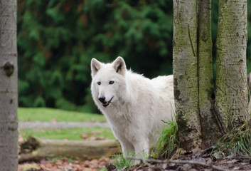 Naklejka na ściany i meble Grey wolf female with white fur behind tree trunk