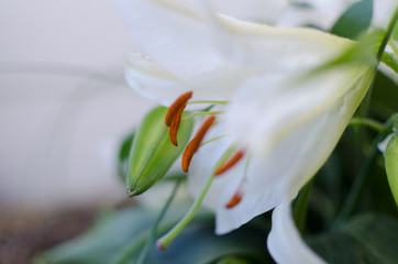 Close-up of a white lily flower parts