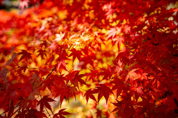 red maple leaves in autumn