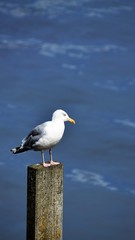 Resting seagul