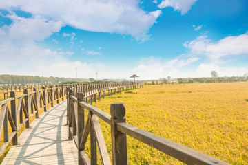 Under the blue sky and white clouds, the golden rice was heavy