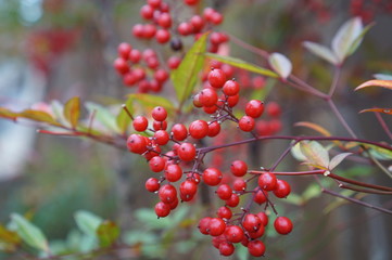 야생에서 자라는 열대 과일로 카페인 적고 건강하고 아름다운 베리입니다