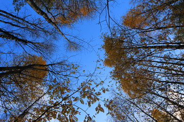 trees in autumn