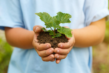 New life plant child hands holding tree nature living concept garden