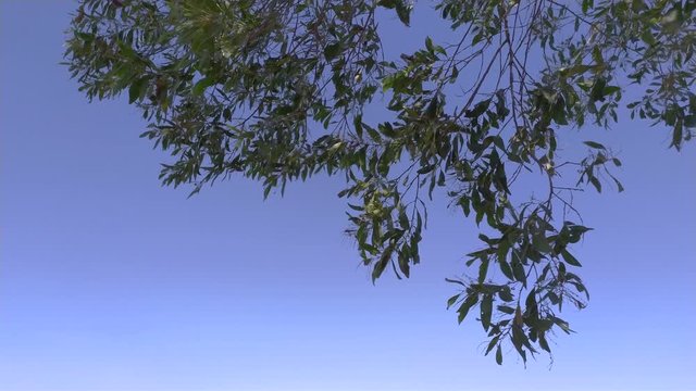The leaves from the branches are being blown by the wind.