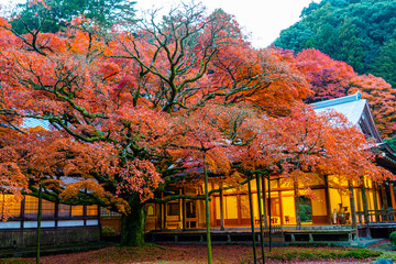 autumn in the shrine