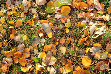 autumn leaves on green grass