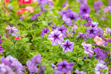 Colorful small pretty beautiful flower bush or Morning glory and green leaf background or backdrop.