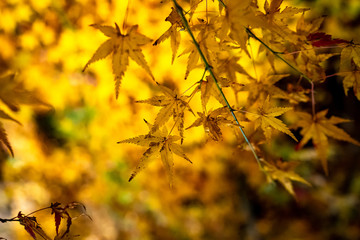 red and yellow autumn leaves