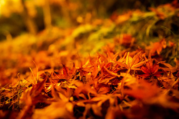 red and yellow autumn leaves
