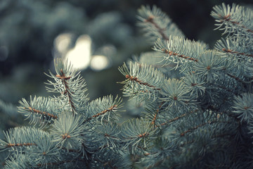 Winter spruce close-up in a frosty forest