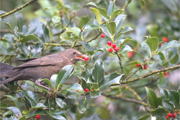 Amsel an Stechpalme 
