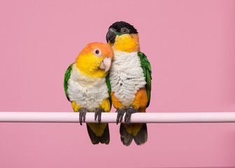 Two caique birds sitting together on a pink background