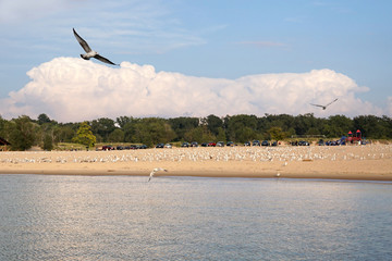 Flight of seagulls over the sunset Lake Michigan