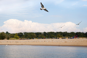 Beautiful flight of seagulls over the Lake Michigan