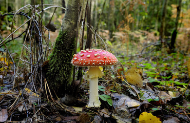 Flu agaric in a forest glade