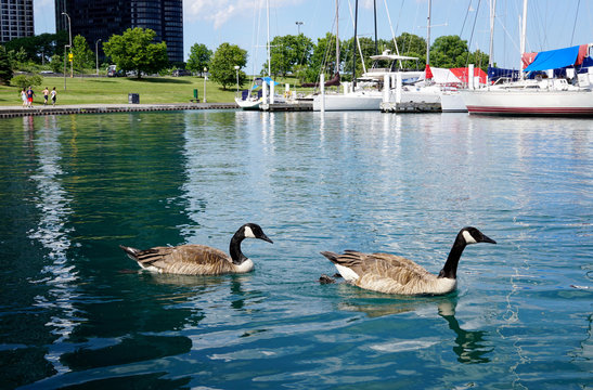 Two Wild Geese Swimming On The Lake Michigan Close Up