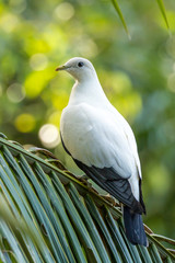 Pied Imperial Pigeon