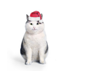 funny cat in santa hat and framed picture with copy space christmas post card photo