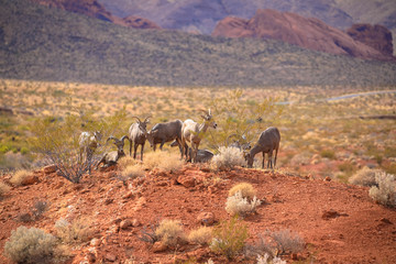 Wild goats at the desert, Valley of Fire National Park, Nevada