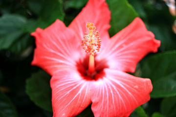 red hibiscus flower