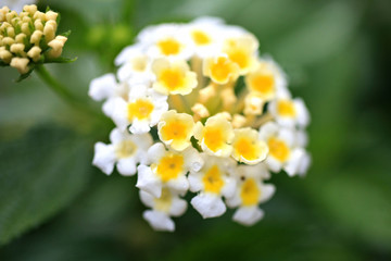 white flowers in the garden