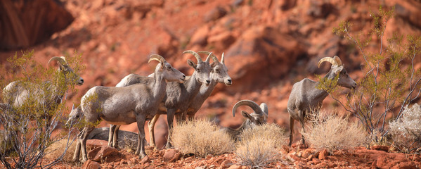 Wild goats at the desert, Valley of Fire National Park, Nevada