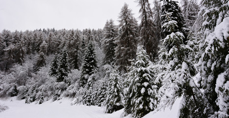 Obraz premium snow covered pine trees