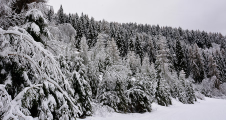 forest in winter