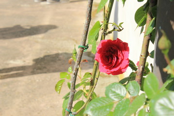 rosa