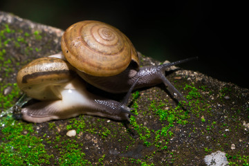 The snail mixed small species with medium sized bokehs.
