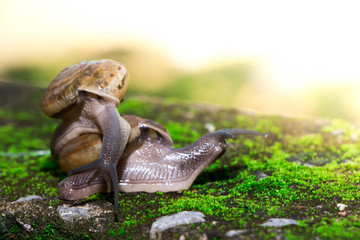 The snail mixed small species with medium sized bokehs.