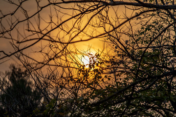 Abstract image of sunset behind the tree branch.