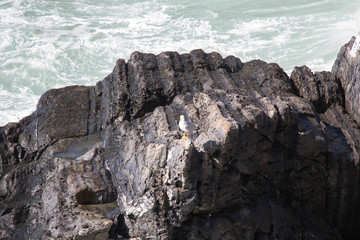 A gull on a rock with sea on background.